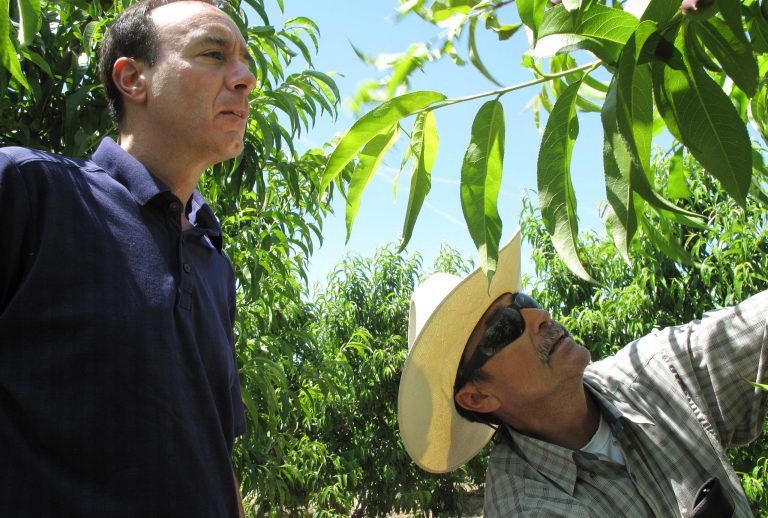 Dan Gerawan, owner of at Gerawan Farming, Inc., left, talks with crew boss Jose Cabello in a nectarine orchard near Sanger, Calif. (AP Photo/Scott Smith)