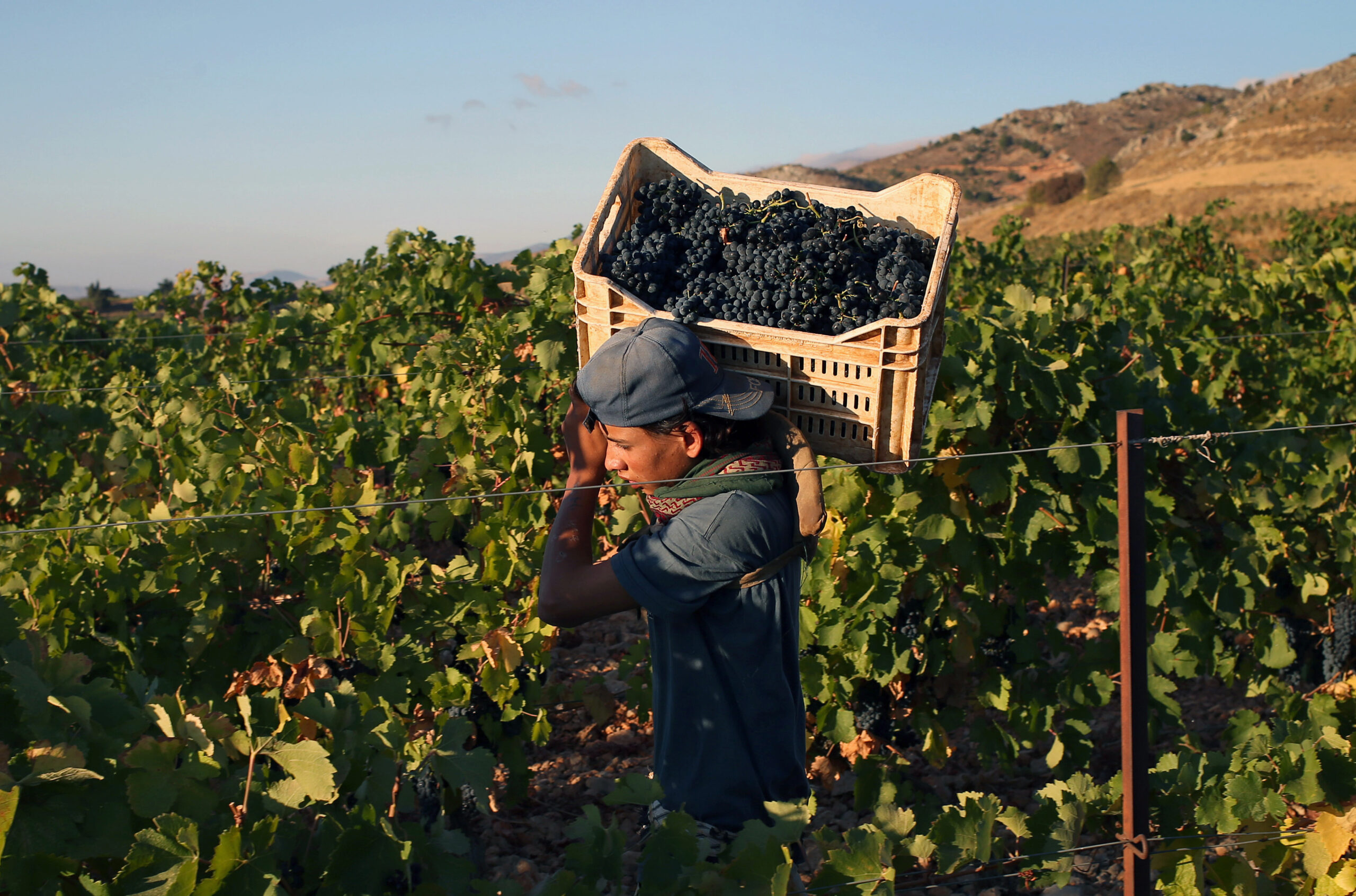 Syrians, Lebanese produce wine in ferment of war