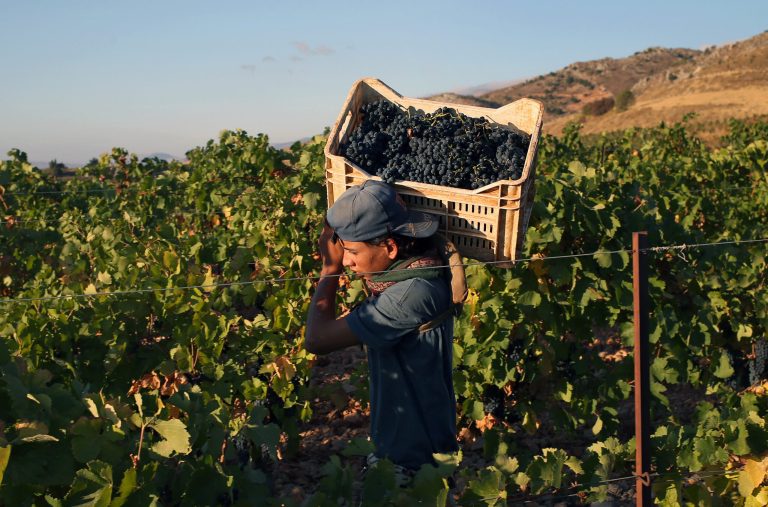 In this Sept. 8, 2014, photo, a Syrian refugee man carries a box of syrah grapes being picked in a vineyard of the Chateau Kefraya winery in Bekaa valley, east Lebanon. In Syria and Lebanon, boutique wineries mainly run by Christians have endured despite decades of unrest and the fact that Islam, the majority faith in the region, forbids both the production and consumption of alcohol. (AP Photo/Hussein Malla)