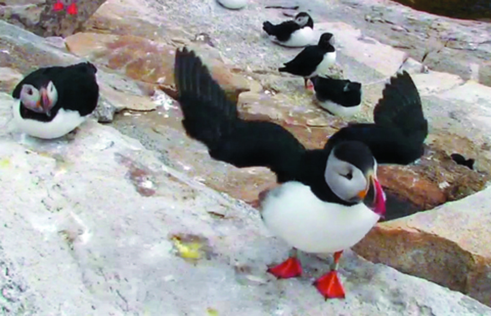 Remote Maine puffin colony up close on HD webcam