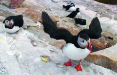 Remote Maine puffin colony up close on HD webcam