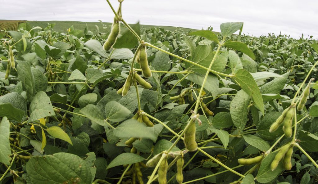 USDA boosts corn, soybean harvest to new records