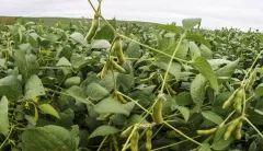 USDA boosts corn, soybean harvest to new records
