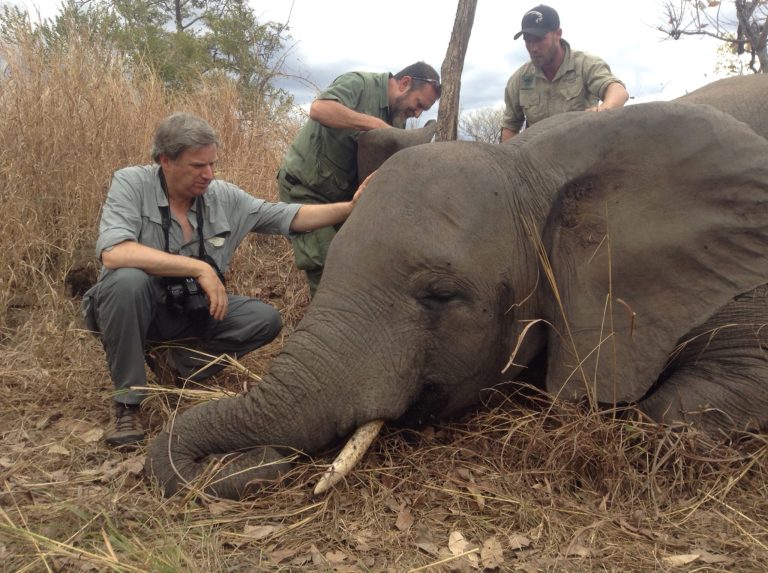 In this Sunday, Sept. 7, 2014 handout photo supplied by the Wildlife Conservation Society, (WCS) WCS members inspect the scene where a poached elephant lays dead in the Niassa Reserve, Mozambique, after being shot dead by poachers with an AK-47.  The recent arrests of six suspected poachers in the vast reserve is some rare good news in a country that has long been seen as lacking the will and resources to stem the slaughter of elephants and other species under threat. (AP Photo/Wildlife Coversation Society International-Alastair Nelson) MANDATORY CREDIT  THIS IMAGE MAY ONLY BE USED FOR 14 DAYS FROM TIME OF TRANSMISSION: NO ARCHIVES: NO LICENSING.