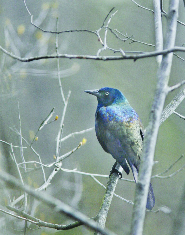 Grackle