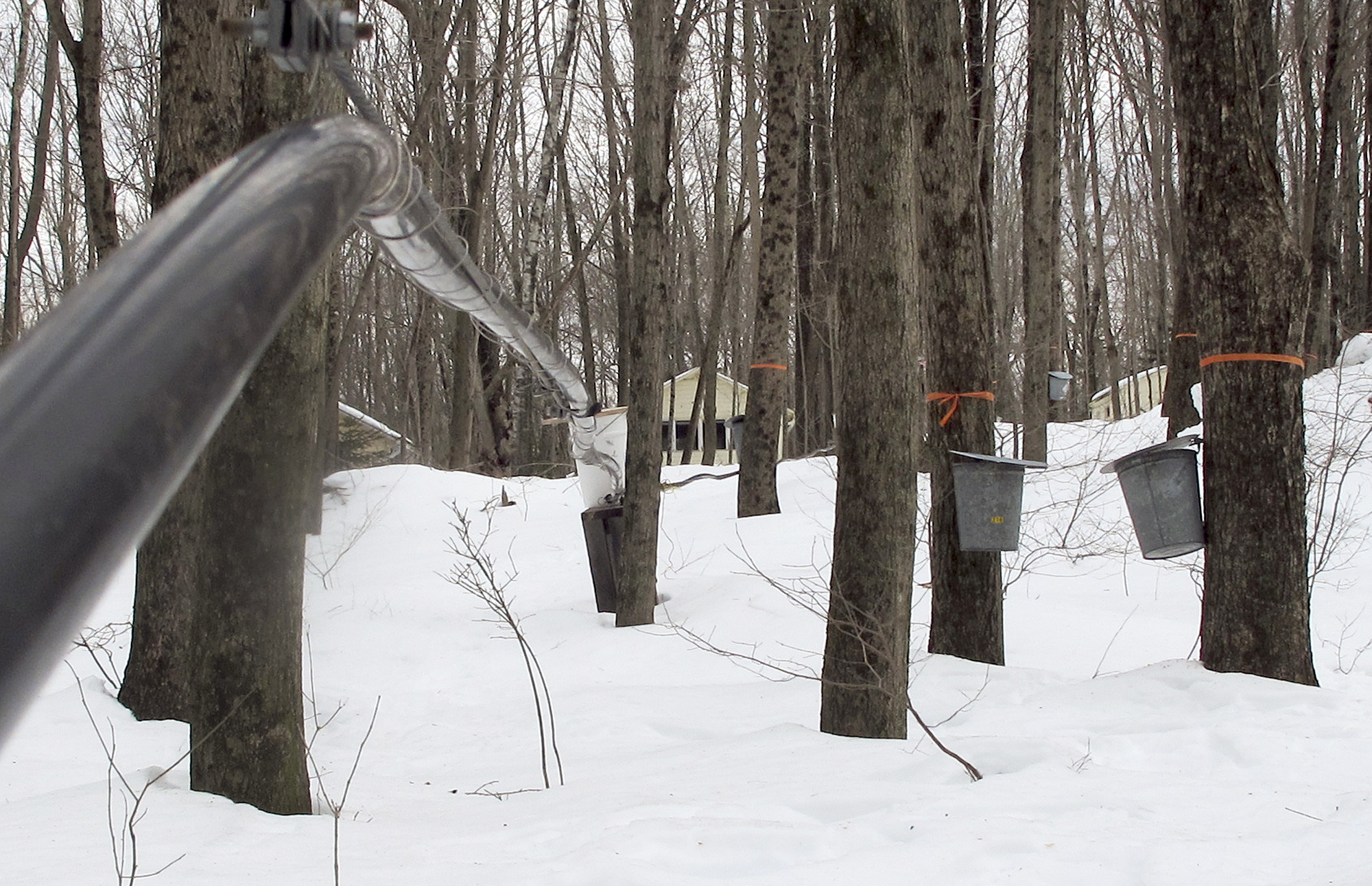 Cold weather delaying start of Conn. maple season