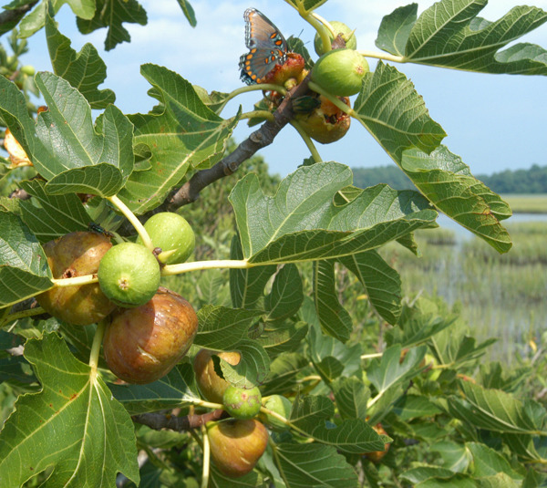 Group wants to recognize Hog Island fig