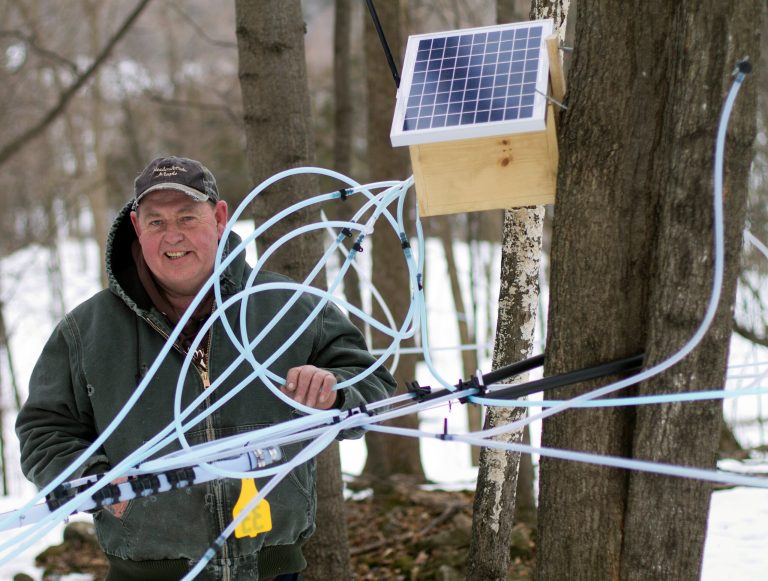 In this photo taken Friday March 21, 2014, maple syrup producer Donnie Richards poses with sap lines on a maple tree and his wireless radio unit box containing sensors that monitor pressure on sap lines in Milton, Vt. Richards has about 5,000 taps, with about 18 miles of tubing spread out over more than 100 acres and uses the wireless sensors to monitor the flow of sap that provides information  immediately on a smart phone of tablet computer. (AP Photo/Holly Ramer)