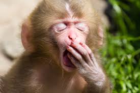 The Democratic Convention Speechezzzzzz…