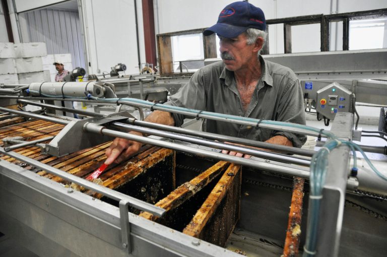 FILE - In this Aug. 20, 2013, file photo, Jaime Garcia scrapes honey off a frame at the Adee Honey Farms plant in Bruce, S.D. South Dakota honey farmers are hoping for a rebound in production this year after last summer's cool temperatures hampered the crop. (AP Photo/Dirk Lammers, File)