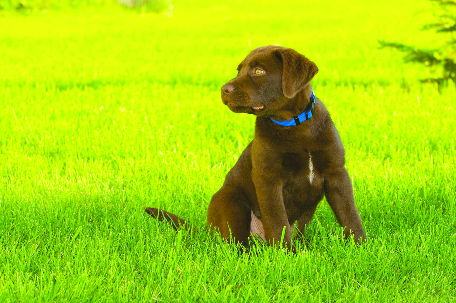 America needs more dogs in politics, especially Labs
