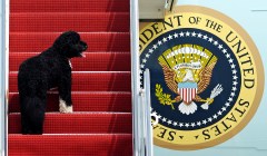 All the presidents’ pups: Presidents and their dogs (PHOTOS)