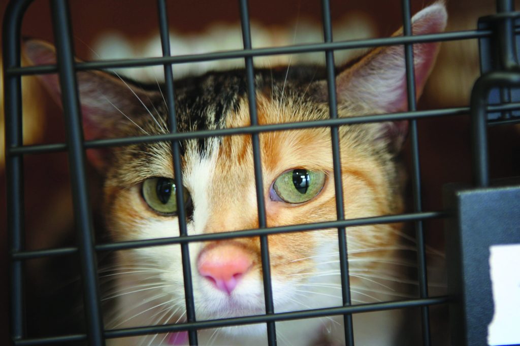 Study: Kitties kill 500 million birds, should be regulated