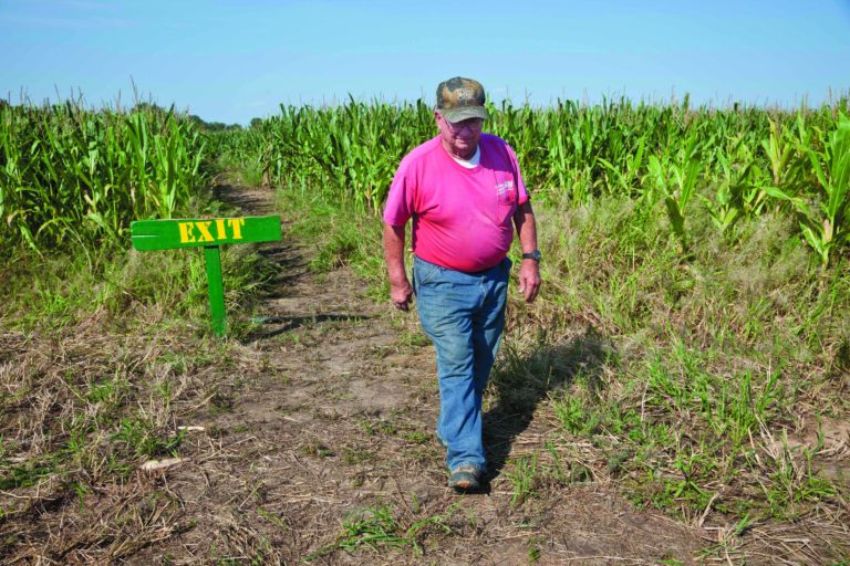 In this photo taken Tuesday, Oct. 2, 2012, farmer Bob Schaefers walks from the exit of a trail through his corn maze near Mayflower, Ark. Devastating spring freezes and this year's historic drought have taken some of the charm out of rustic fall destinations, leaving some corn mazes too short for labyrinth duty, orchards virtually devoid of U-pick apples and fall colors muted. (AP Photo/Danny Johnston)