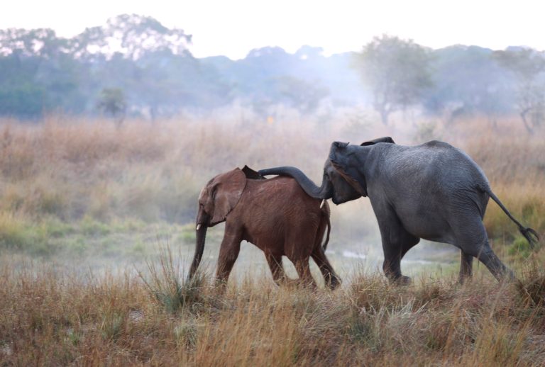In this photo taken Tuesday June 10, 2014  and supplied by International Fund For Animal Welfare (IFAW), an orphaned elephant calf, left, one of two, is introduced to an adult at the Game Rangers International Release Facility at the Kafue National Park in Zambia.  The two calves, whose parents were killed by poachers when they were two, are to be integrated with the resident orphan herd and later released into the park. More than 20,000 elephants were poached last year in Africa where large seizures of smuggled ivory eclipsed those in Asia for the first time, international wildlife regulators said Friday June 13, 2014. (AP Photo/Jennifer Bruce - IFAW)