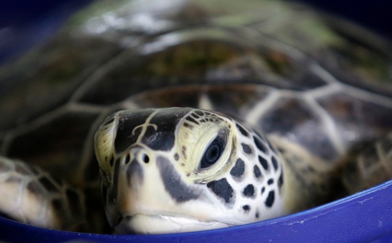 The agency also set out a robust plan Tuesday to protect the green sea turtle, listing three out of 11 groups of the turtle species as endangered, while designating the others as 