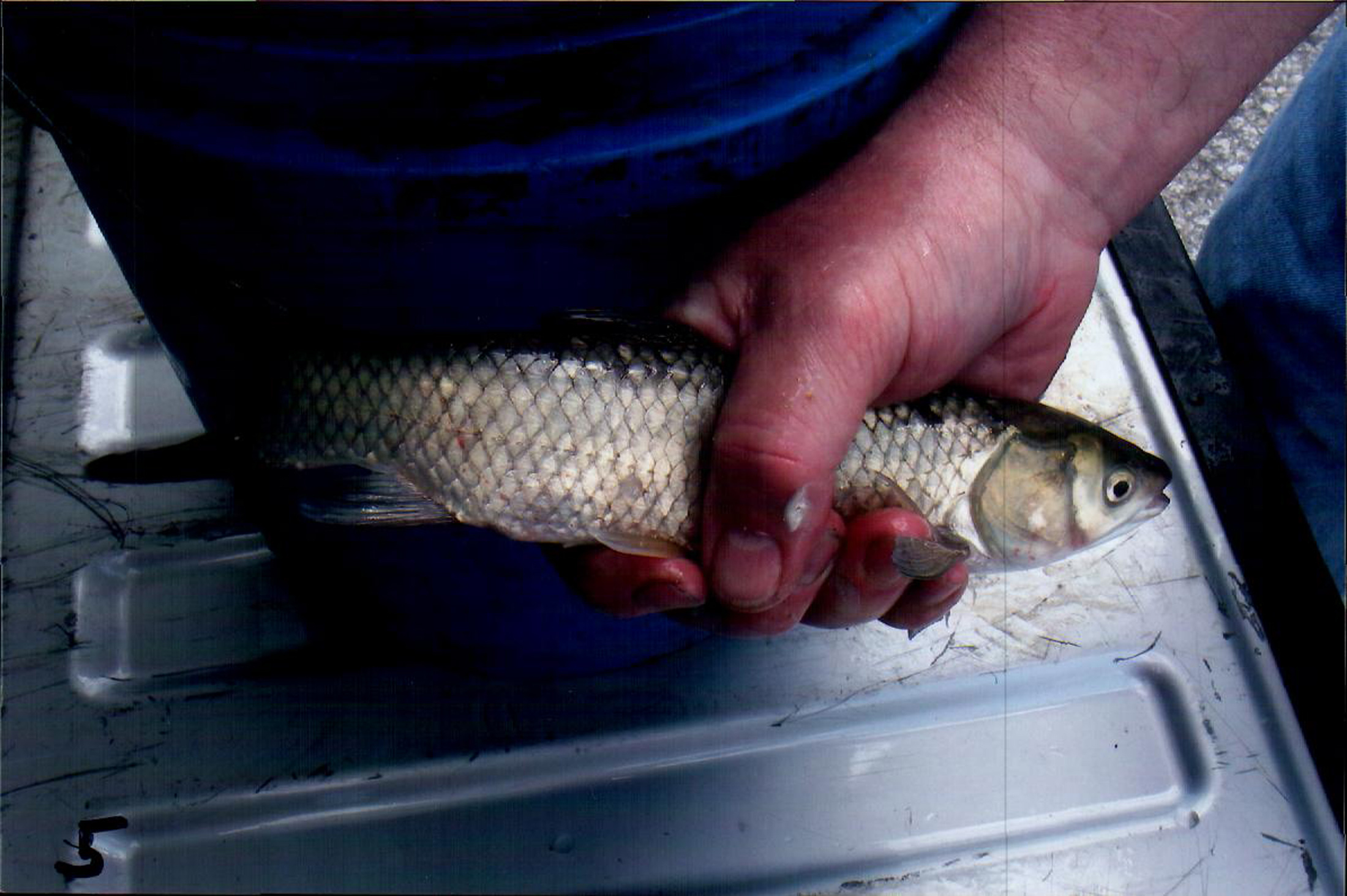 Man charged with selling live Asian carp in Mich.
