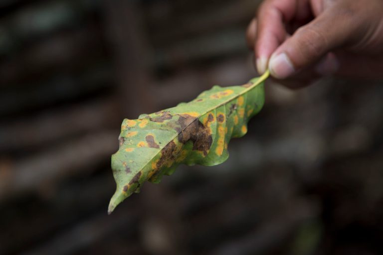 In this May 22, 2014 photo, coffee producer Alexander Illescas shows a coffee leaf that has damage from the coffee rust fungus in Ciudad Vieja, Guatemala. The airborne disease strikes coffee plants, flecking their leaves with spots and causing them to wither and fall off. (AP Photo/Moises Castillo)