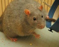 First Rat Off Obama’s Sinking Ship