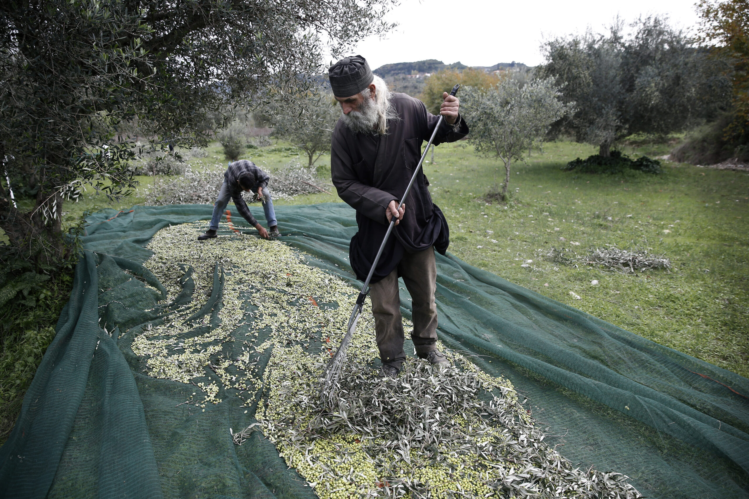 Greek olives face squeeze in efficiency drive