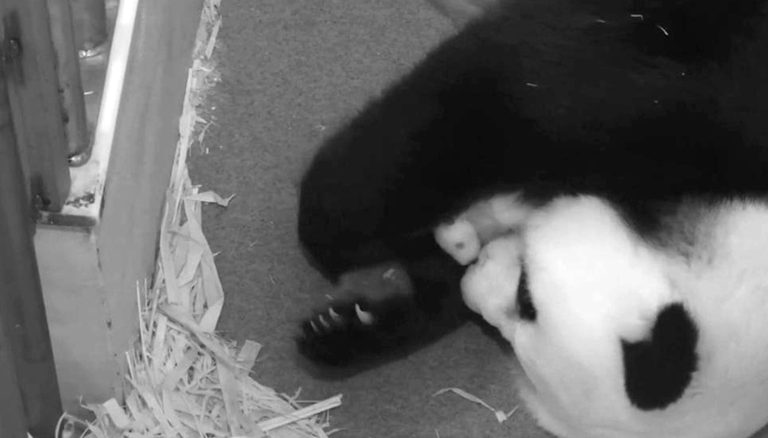   This handout photo provided by the Smithsonian's National Zoo, taken Sept. 5, 2013, shows the zoo's Panda mother Mei Xiang with her cub at the zoo in Washington. It's a girl! The zoo announced Thursday that its 2-week-old giant panda cub is female and her father is National Zoo panda Tian Tian. (AP Photo/Smithsonian's National Zoo)  