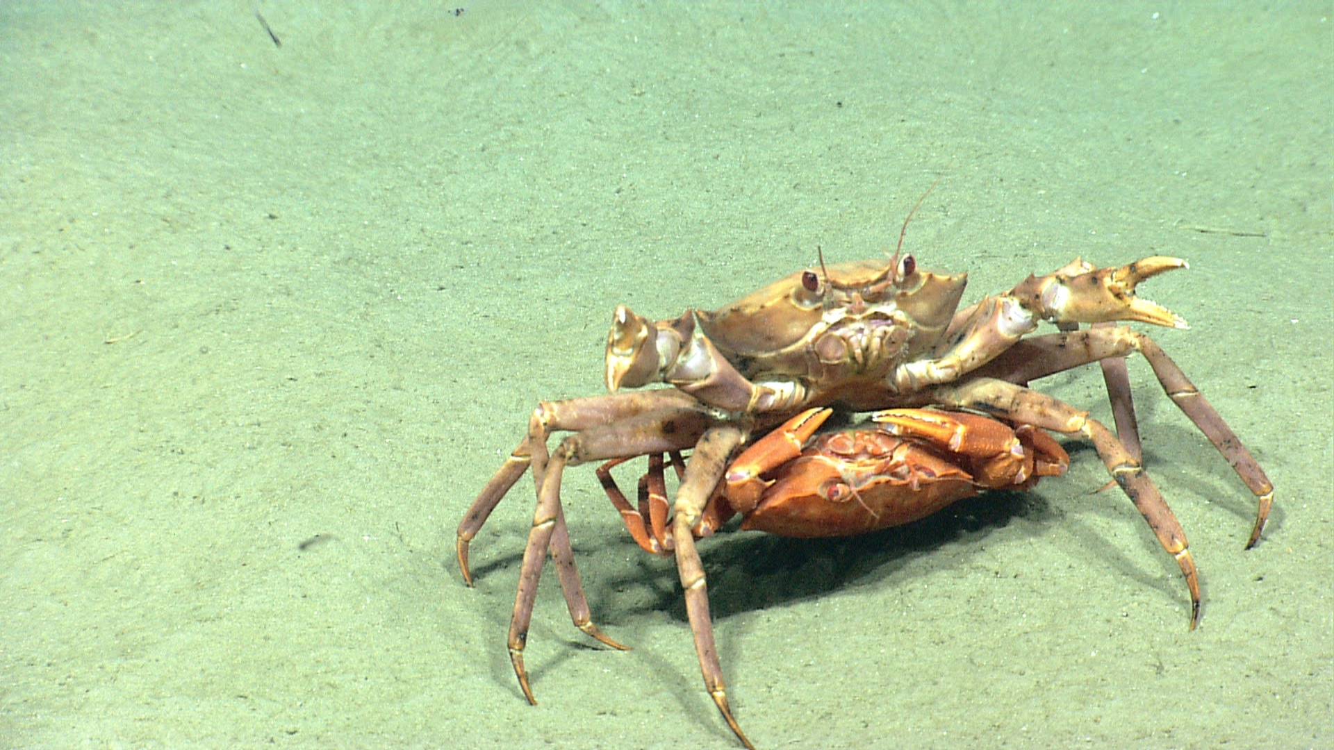A reality show with depth: Live ocean exploration