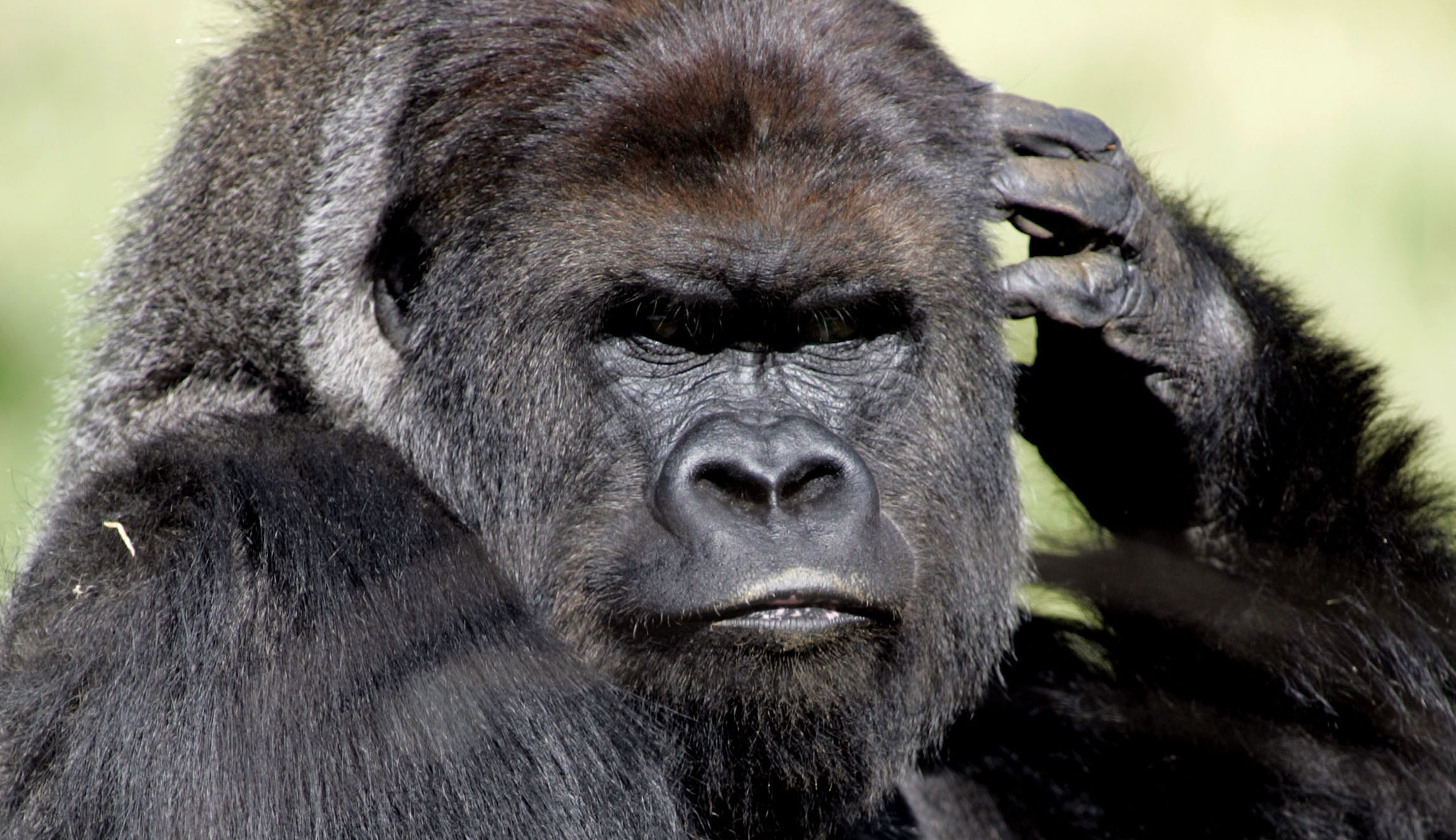 Thirteen gorillas receive treatment after testing positive for COVID-19
