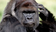 Ugandan wildlife authorities detain four men who killed popular 25-year-old gorilla