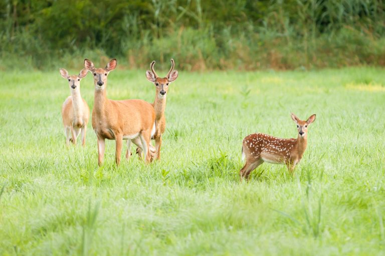 Conservatives could end up like deer in the crosshairs if they take the bait of allowing the continuing resolution to go through. (Thinkstock)