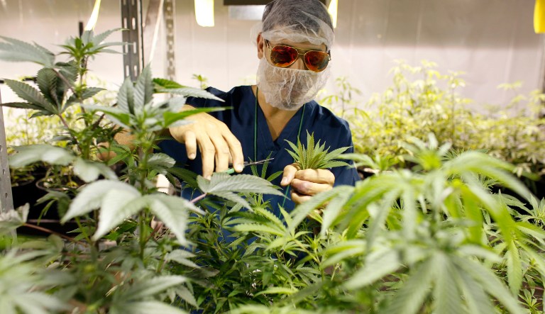 Marijuana currently is in the most restricted category, Schedule I, making it difficult to research. (AP Photo/Ricardo Arduengo)