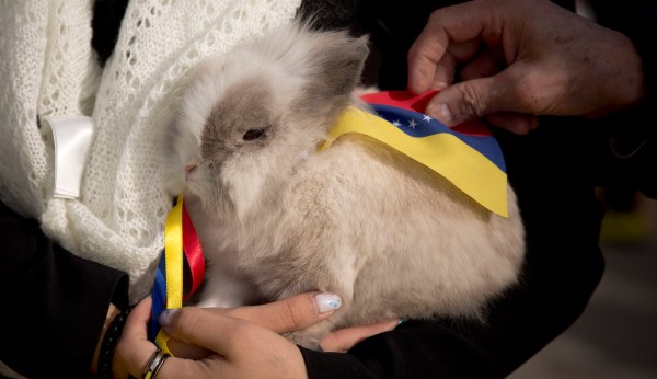 Venezuela: Once an energy paradise, now a rabbit republic