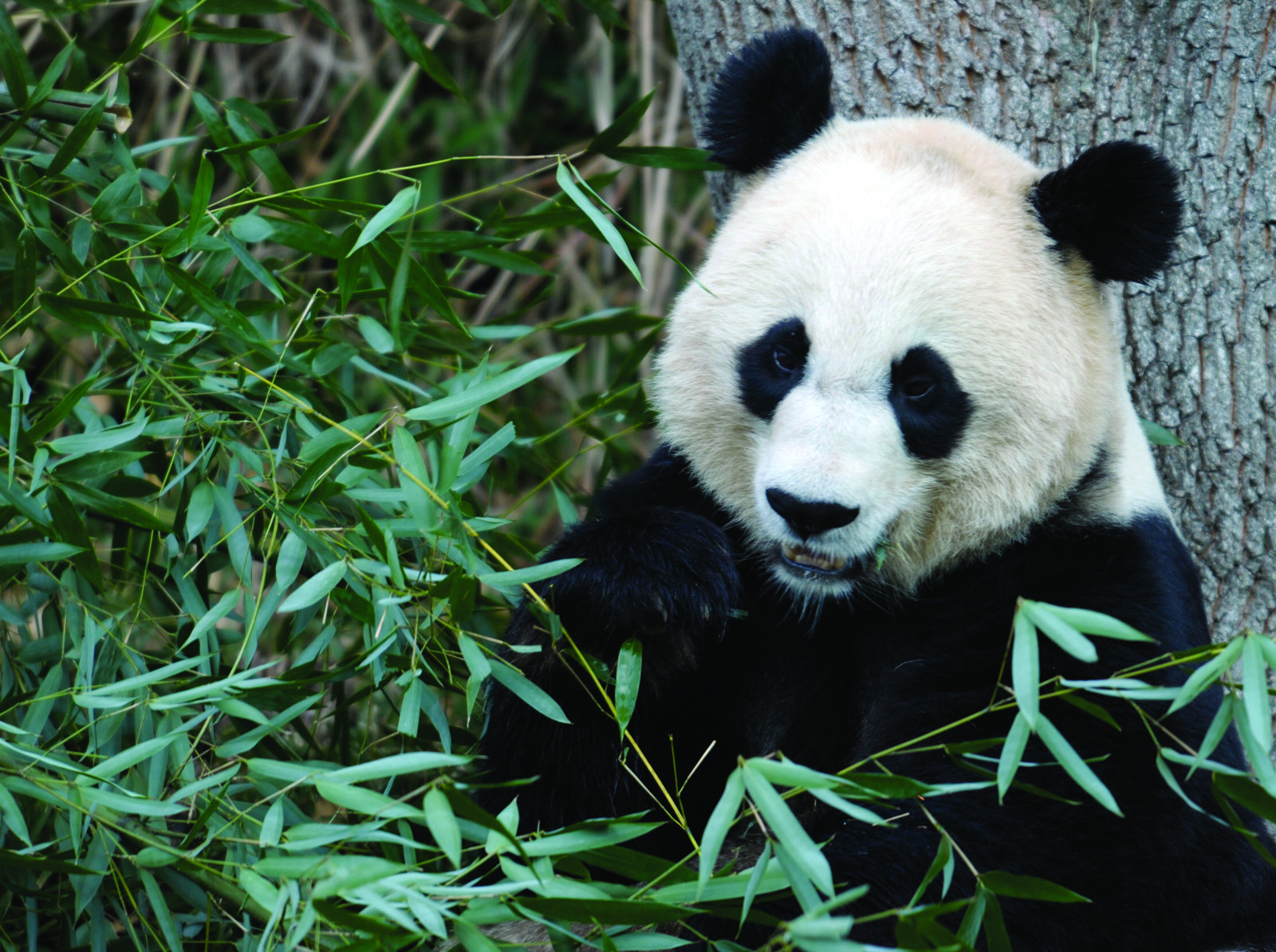 National Zoo puts panda in ‘Maury’ situation