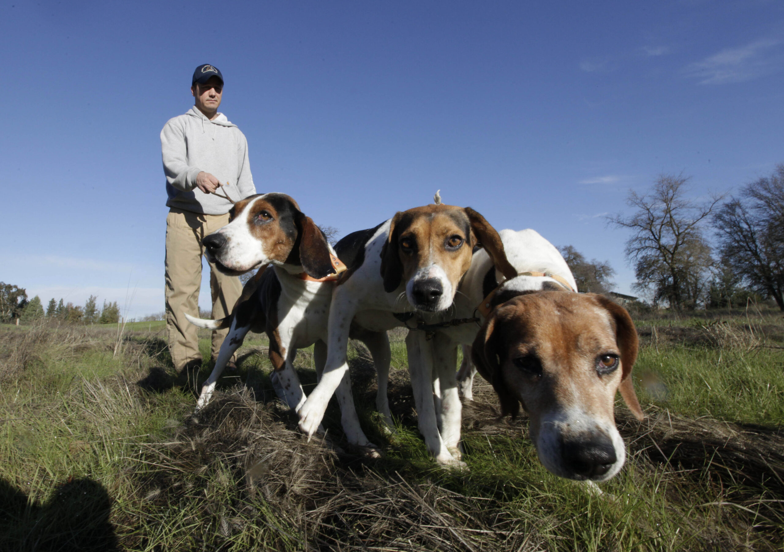 Calif. ban draws interest in using hounds to hunt