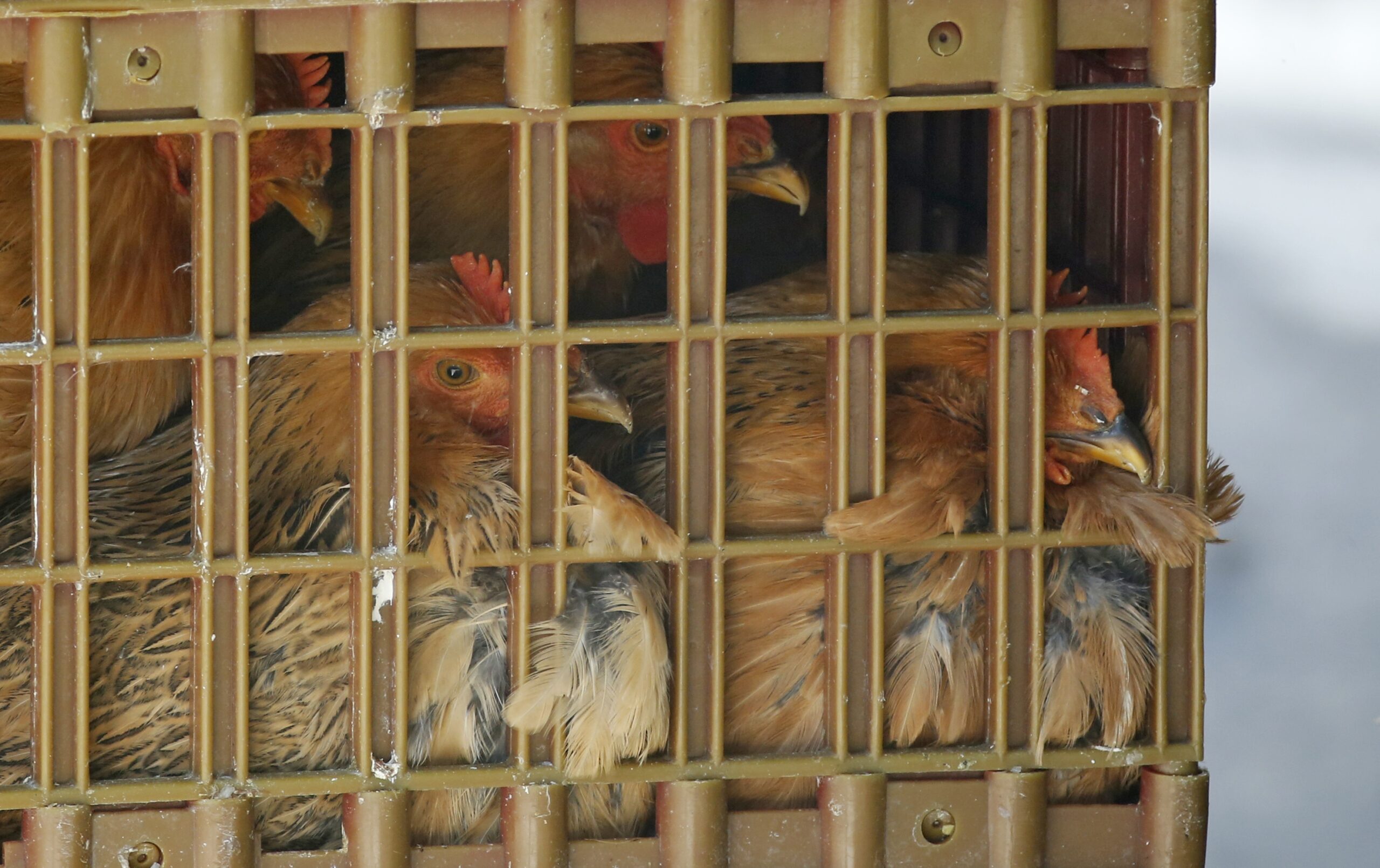 Poultry industry under pressure as bird flu spreads to another state