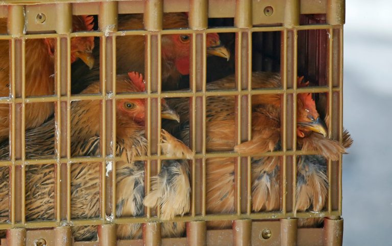 The Department of Agriculture said the United States has the strongest bird flu surveillance program in the world. (AP Photo)Â 