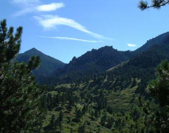 Morning Jay: Mountains, Evergreens, and Gems!
