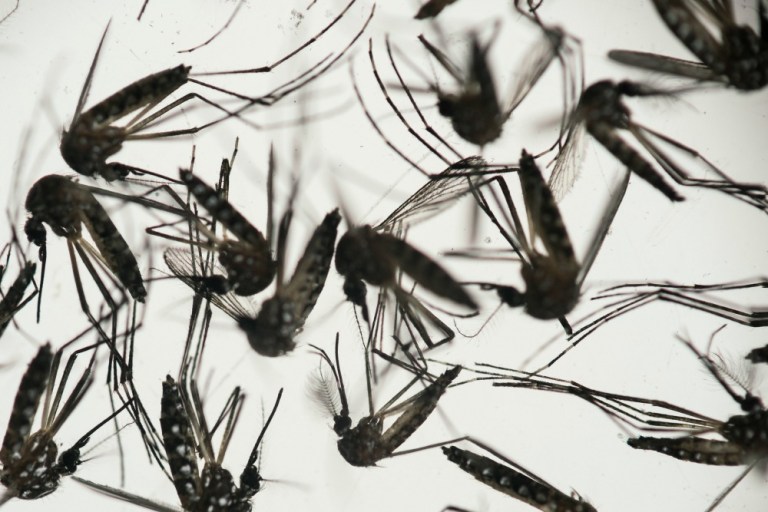 The Centers for Disease Control and Prevention announced Friday that a Puerto Rico man died of a condition that causes bleeding into tissue and prevents blood clotting. (AP Photo)
