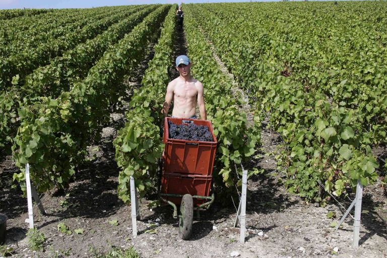   FILE In this Aug.30 2007 file photo, a worker uses a wheelbarrow to carry boxes of Pinot Noir grapes during the grape harvest of Roederer Champagne in Ay, in the Champagne production area of Epernay, near Reims, eastern France. Europeans are finding fewer reasons to pop open a bottle of Champagne as another year of economic troubles and high unemployment saps the regionâs joie de vivre, latest industry figures show. But while a taste for a glass of bubbly might be on the wane in Europe, other markets, particularly Japan and the United States, are developing a growing taste for sparkling luxury with a brand name. (AP Photo/Francois Mori, File)  