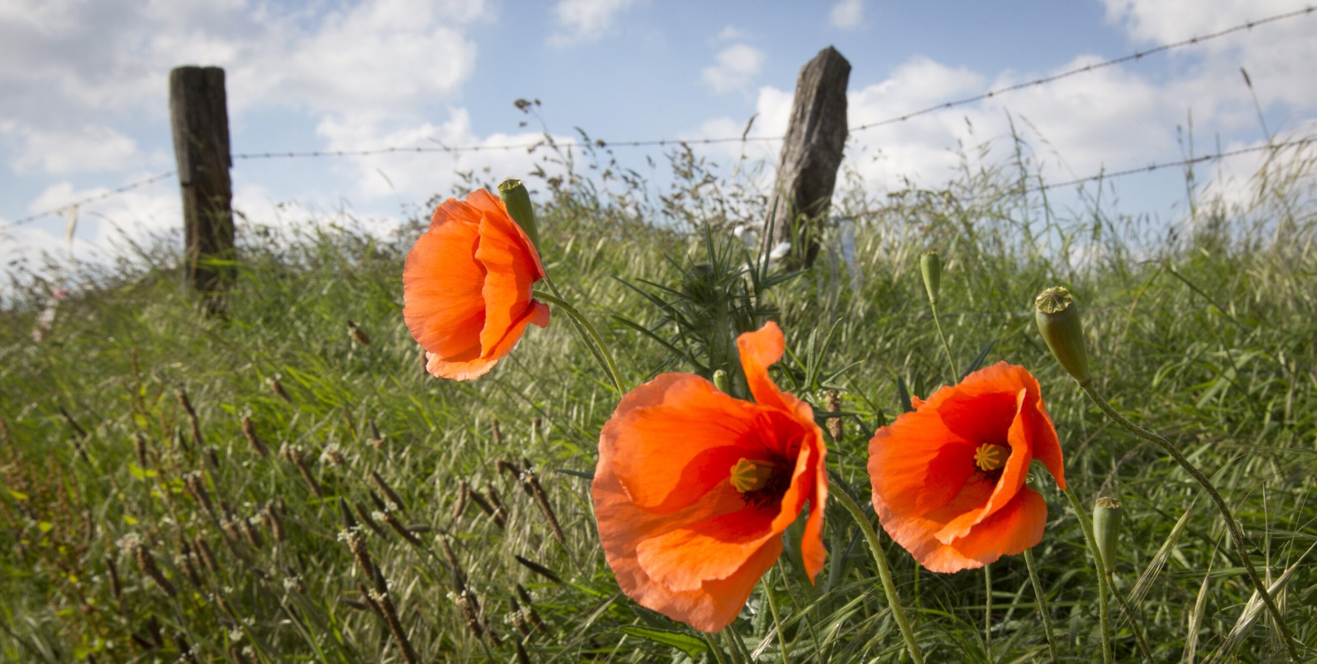 World War I and the poppies of Flanders Fields