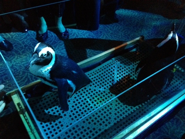 Penguins at the BuzzFeed party in Tampa (Jenny Rogers/Examiner photo)