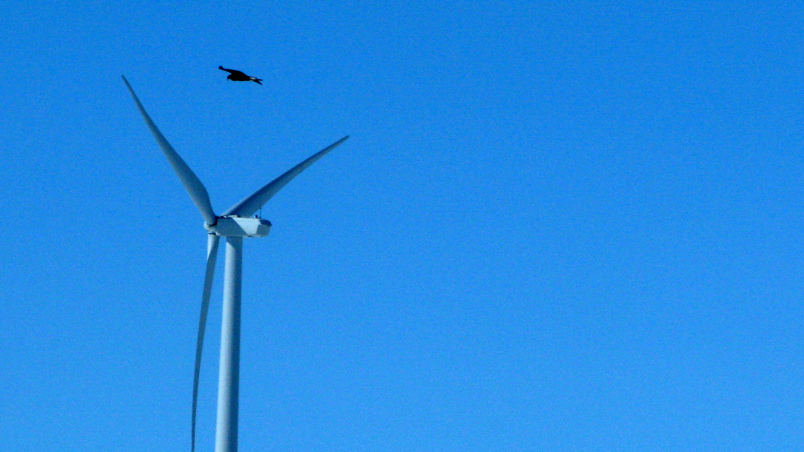 Feds discuss eagle kill by massive Wyoming wind farm
