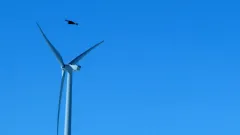 Feds discuss eagle kill by massive Wyoming wind farm