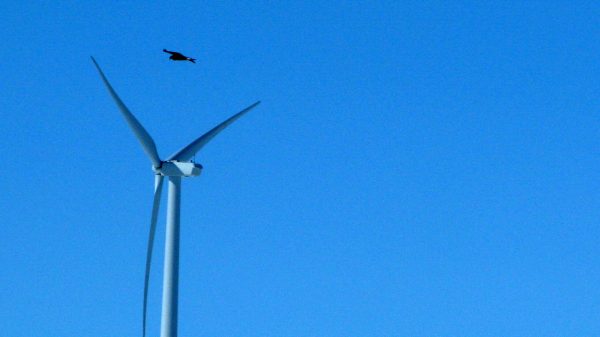 Feds discuss eagle kill by massive Wyoming wind farm