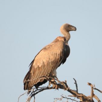 Hayes Podcast: Will Entitlement Reform Be GOP’s 2016 ‘Vulture Capital’ Moment?