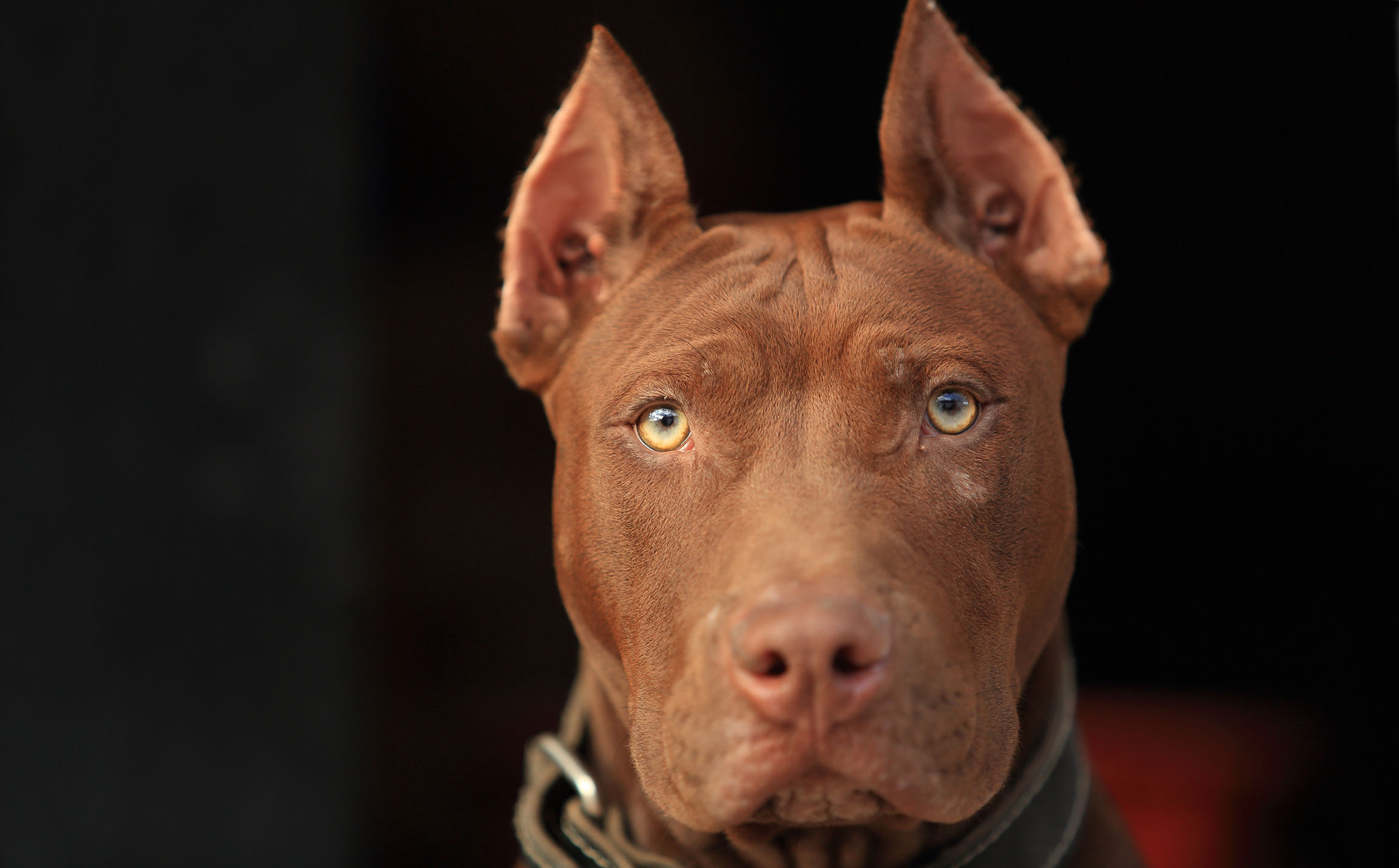 Court: Police can shoot dog if it moves or barks when cop enters home