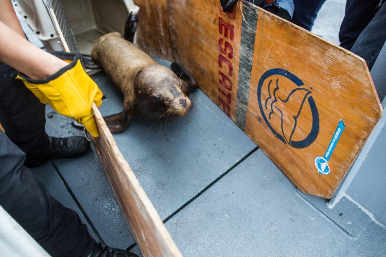 Injured sea lion set free off Peruvian coast