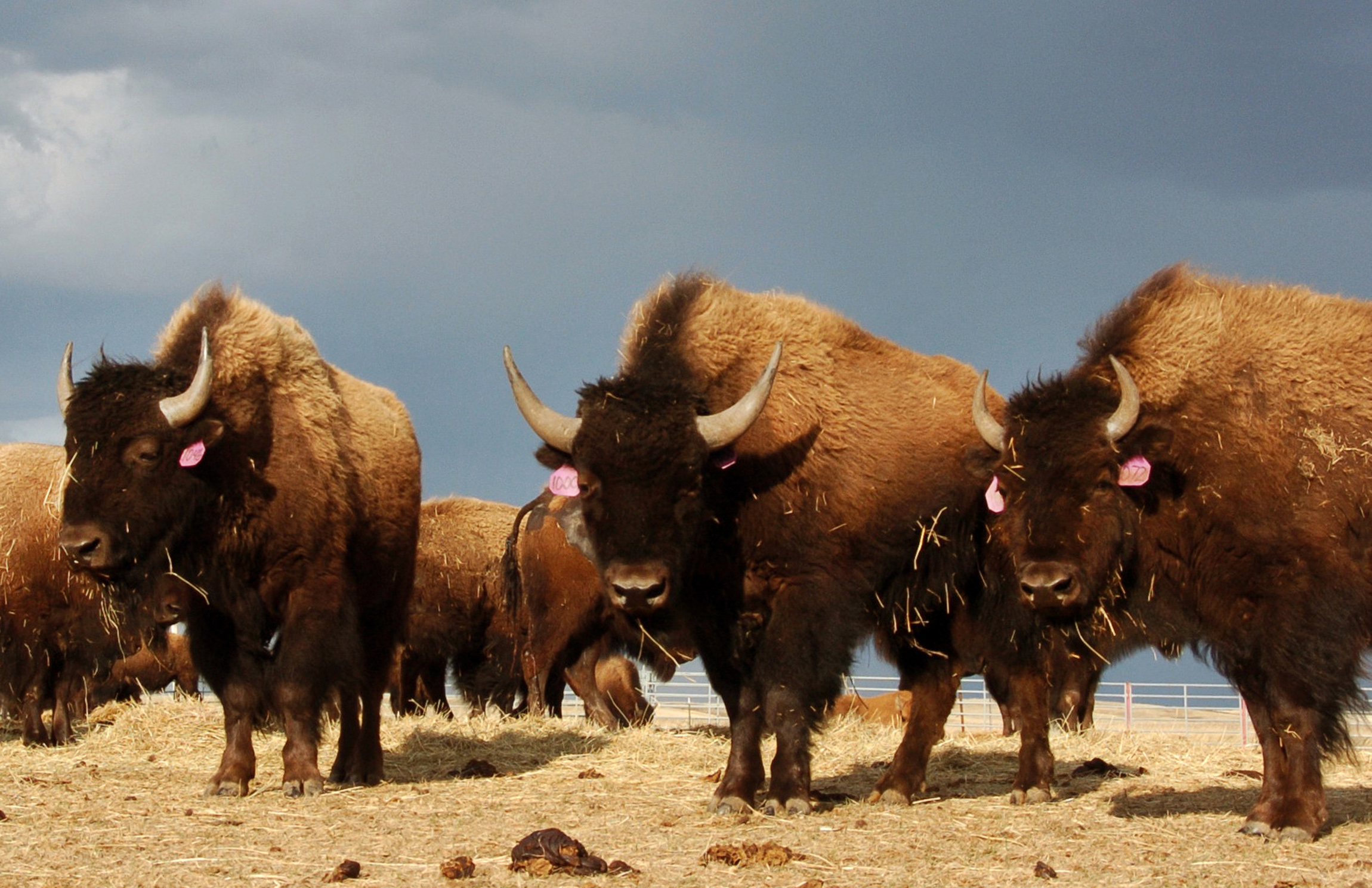 House votes to name bison ‘national mammal’