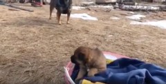 Pipeline protesters abandon dogs in dead of winter