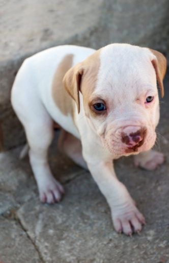 Maryland pit bull task force wrangles over liability