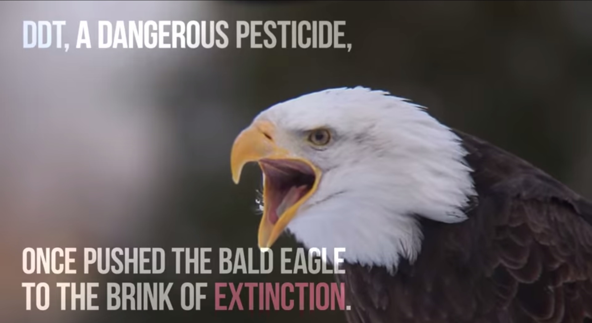 Happy 4th: EPA touts 43-year-old DDT ban